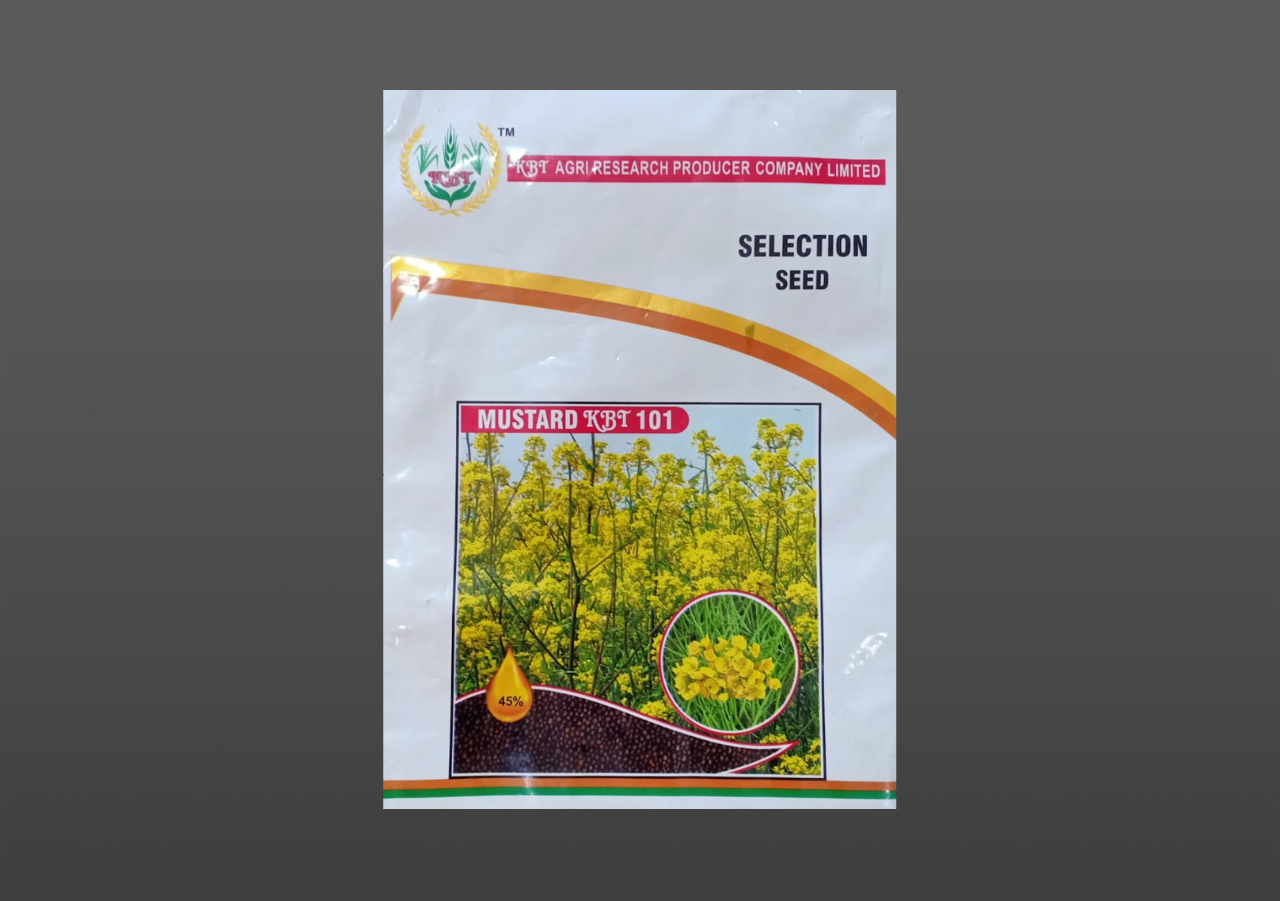 MUSTARD KBT-101  1 Kg